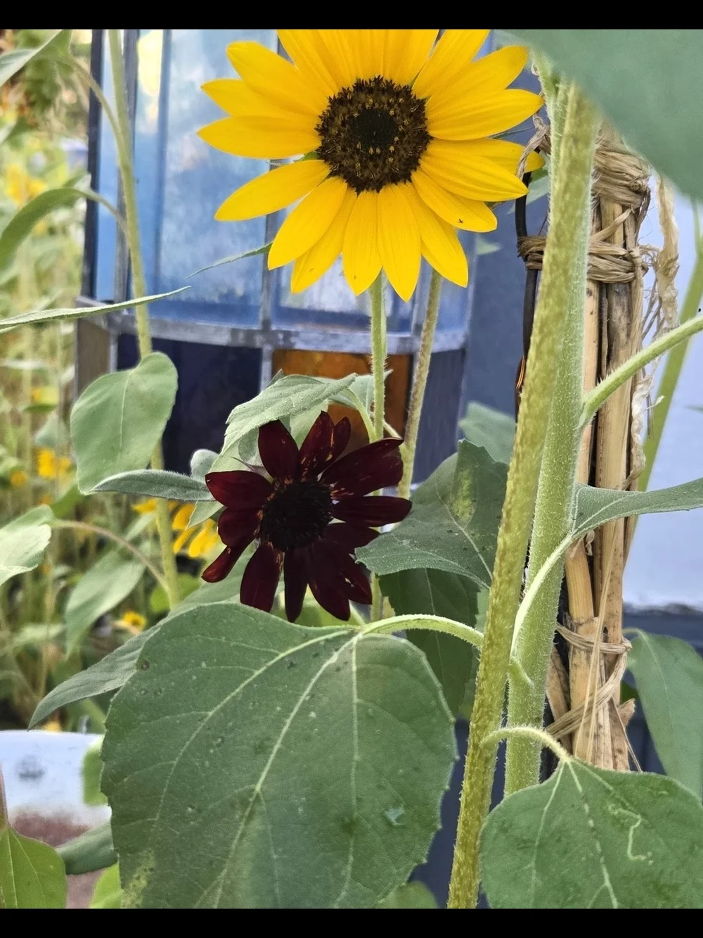 Mystery Mix Sunflower Seeds - Sunflower Seeds Mix - Natural Black & Cream Shells